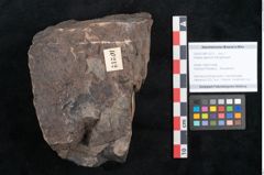 Foto (Objekt + Etikett) von Haastia speciosa Ettingshausen (NHMW-GEO-2024-0188-10212)
